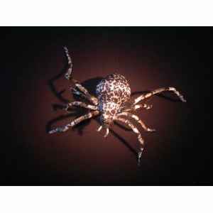 Halloween-Riesen Tigerspinne