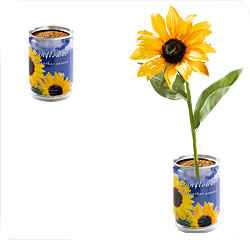 Sonnenblume in der Dose