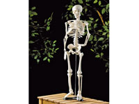 Halloween - Bewegliches Skelett