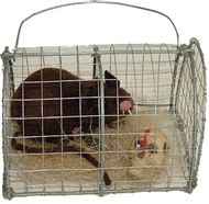 Ratte in Rattenk�fig