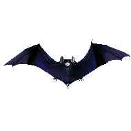 3 D Fledermaus