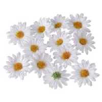 Daisy Streudeko Blumen