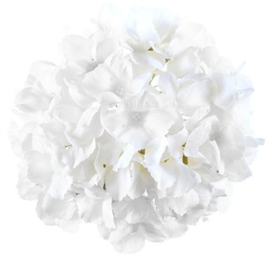 Hortensie wei, Blume, 20 cm