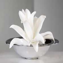 Foam Flower Blume, wei