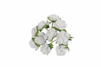 Rosenpick 10er,wei