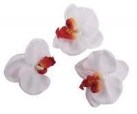 Orchideen wei mit rot