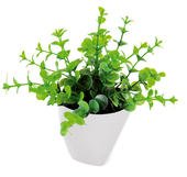 Mini Aromatische Pflanze