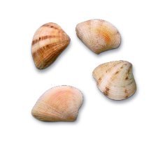 Deko Muscheln, 50g