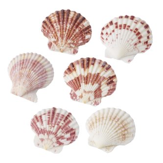 Muscheln, 50g
