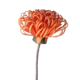 	Blume Cesena, orange