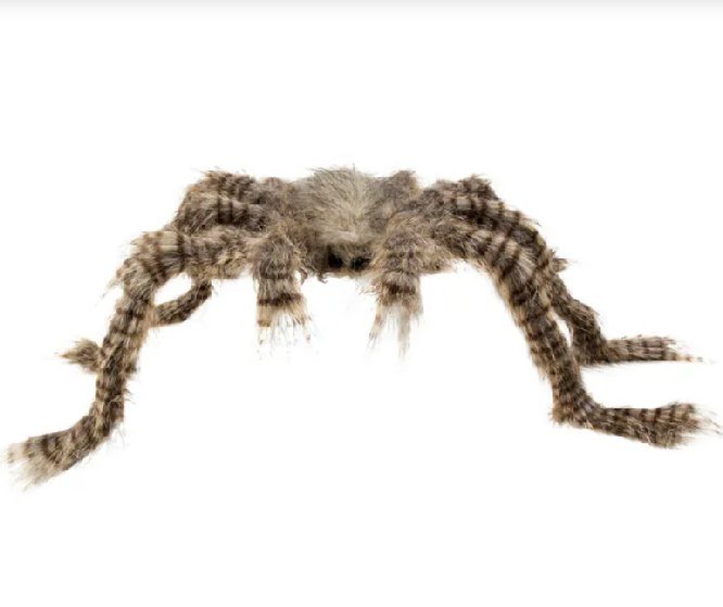 Haarige Spinne Schattenbiss