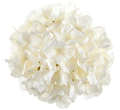 Hortensie creme, Blume, 20 cm