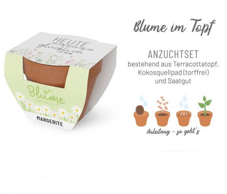 Blume zu verschenken, Margerite im Topf