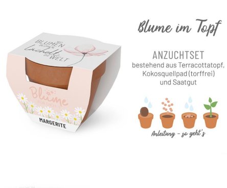 Blume zu verschenken, Margerite im Topf
