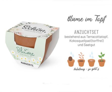 Blume zu verschenken, Margerite im Topf