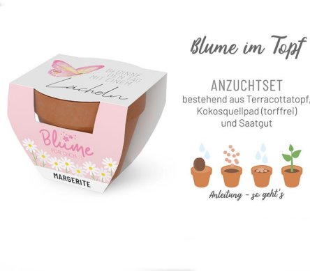 Blume zu verschenken, Margerite im Topf